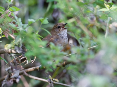 <i class='fa fa-user'></i>&nbsp;Paul van Giersbergen&nbsp;|   Mandells Struikzanger&nbsp; <i class='fa fa-eye'>&nbsp;188</i> &nbsp; <i class='fa fa-comment-o'>&nbsp;0</i>