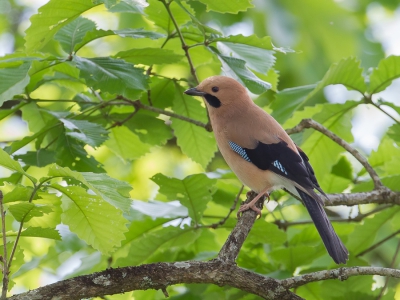 <i class='fa fa-user'></i>&nbsp;Paul van Giersbergen&nbsp;|   Gaai&nbsp; <i class='fa fa-eye'>&nbsp;267</i> &nbsp;<i class='fa fa-thumbs-up'>&nbsp;2</i> &nbsp; <i class='fa fa-comment-o'>&nbsp;6</i>