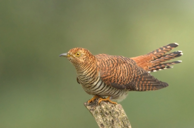 Ik heb me een poosje bezig gehouden met de koekoeken.
In de directe omgeving kon ik er ook wat vinden waaronder deze bruine variant