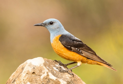 <i class='fa fa-user'></i>&nbsp;Rudi Debruyne&nbsp;|   Rode Rotslijster&nbsp; <i class='fa fa-eye'>&nbsp;559</i> &nbsp;<i class='fa fa-thumbs-up'>&nbsp;13</i> &nbsp; <i class='fa fa-comment-o'>&nbsp;17</i>