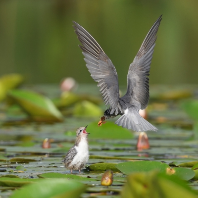 <i class='fa fa-user'></i>&nbsp;Johan G&nbsp;|   Zwarte Stern&nbsp; <i class='fa fa-eye'>&nbsp;537</i> &nbsp;<i class='fa fa-thumbs-up'>&nbsp;6</i> &nbsp; <i class='fa fa-comment-o'>&nbsp;11</i>