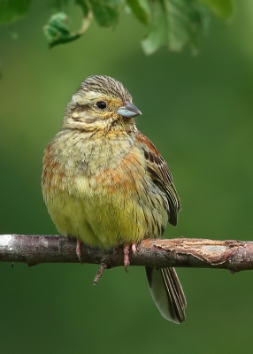 <i class='fa fa-user'></i>&nbsp;loek van de Leur&nbsp;|   Cirlgors&nbsp; <i class='fa fa-eye'>&nbsp;299</i> &nbsp;<i class='fa fa-thumbs-up'>&nbsp;1</i> &nbsp; <i class='fa fa-comment-o'>&nbsp;4</i>