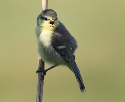 <i class='fa fa-user'></i>&nbsp;rietgors&nbsp;|   Pimpelmees&nbsp; <i class='fa fa-eye'>&nbsp;190</i> &nbsp; <i class='fa fa-comment-o'>&nbsp;2</i>