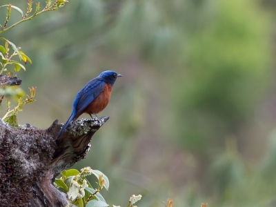 <i class='fa fa-user'></i>&nbsp;Paul van Giersbergen&nbsp;|   Roodbuikrotslijster&nbsp; <i class='fa fa-eye'>&nbsp;209</i> &nbsp; <i class='fa fa-comment-o'>&nbsp;1</i>