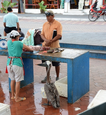 <i class='fa fa-user'></i>&nbsp;ko katsman&nbsp;|   Bruine Pelikaan&nbsp; <i class='fa fa-eye'>&nbsp;384</i> &nbsp; <i class='fa fa-comment-o'>&nbsp;3</i>