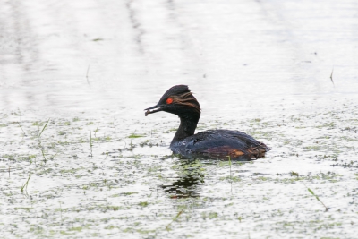 Een aantal geoorde futen met jongen gezien. Ze duiken veel onder water en komen met van alles weer boven. Prachtige vogel met het rode oog.