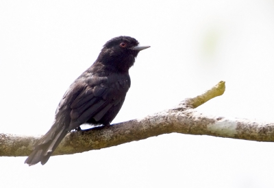 <i class='fa fa-user'></i>&nbsp;charlysax&nbsp;|   Blauwsnavelmoortiran&nbsp; <i class='fa fa-eye'>&nbsp;169</i> &nbsp; <i class='fa fa-comment-o'>&nbsp;0</i>