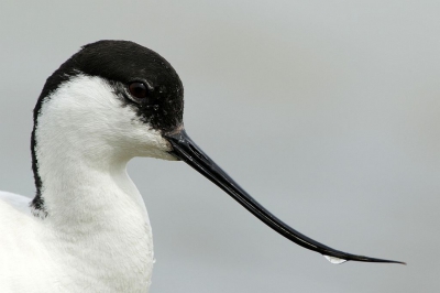 <i class='fa fa-user'></i>&nbsp;JackoHoltland&nbsp;|   Kluut&nbsp; <i class='fa fa-eye'>&nbsp;271</i> &nbsp;<i class='fa fa-thumbs-up'>&nbsp;1</i> &nbsp; <i class='fa fa-comment-o'>&nbsp;5</i>