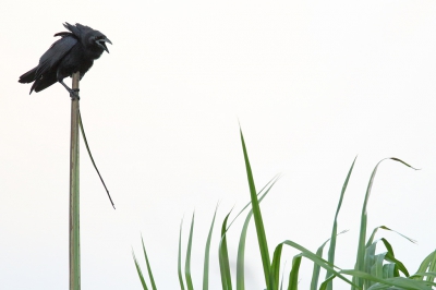 <i class='fa fa-user'></i>&nbsp;Martjan Lammertink&nbsp;|   Cubaanse Kraai&nbsp; <i class='fa fa-eye'>&nbsp;232</i> &nbsp;<i class='fa fa-thumbs-up'>&nbsp;1</i> &nbsp; <i class='fa fa-comment-o'>&nbsp;4</i>