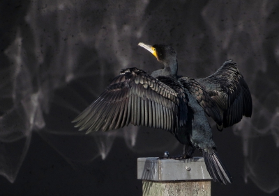 <i class='fa fa-user'></i>&nbsp;sieb&nbsp;|   Aalscholver&nbsp; <i class='fa fa-eye'>&nbsp;546</i> &nbsp;<i class='fa fa-thumbs-up'>&nbsp;19</i> &nbsp; <i class='fa fa-comment-o'>&nbsp;19</i>