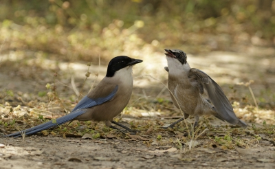 <i class='fa fa-user'></i>&nbsp;Kees Kroon&nbsp;|   Blauwe Ekster&nbsp; <i class='fa fa-eye'>&nbsp;298</i> &nbsp; <i class='fa fa-comment-o'>&nbsp;5</i>