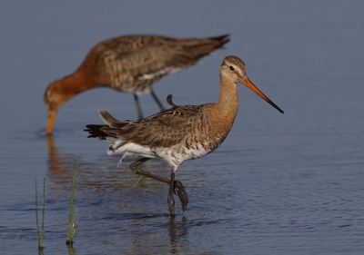 Grutto's in het water, eens wat anders.  Helaas verdwijnen ze alweer uit onze weilanden. De seizoenen vliegen (lett. en fig.) voorbij.