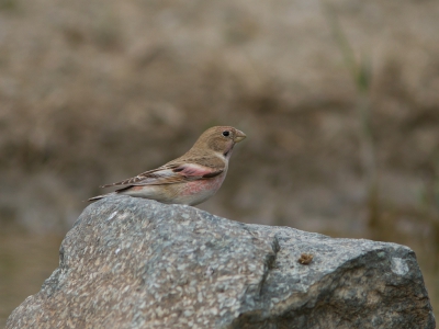 <i class='fa fa-user'></i>&nbsp;JHR&nbsp;|   Mongoolse Woestijnvink&nbsp; <i class='fa fa-eye'>&nbsp;215</i> &nbsp; <i class='fa fa-comment-o'>&nbsp;2</i>