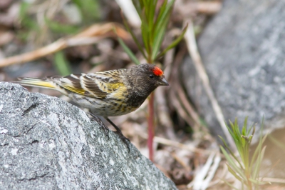 <i class='fa fa-user'></i>&nbsp;JHR&nbsp;|   Roodvoorhoofdkanarie&nbsp; <i class='fa fa-eye'>&nbsp;308</i> &nbsp;<i class='fa fa-thumbs-up'>&nbsp;3</i> &nbsp; <i class='fa fa-comment-o'>&nbsp;4</i>