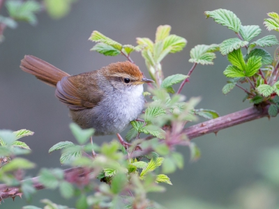 <i class='fa fa-user'></i>&nbsp;Paul van Giersbergen&nbsp;|   Roodkopstruikzanger&nbsp; <i class='fa fa-eye'>&nbsp;256</i> &nbsp;<i class='fa fa-thumbs-up'>&nbsp;2</i> &nbsp; <i class='fa fa-comment-o'>&nbsp;6</i>