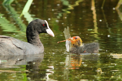 Na haar eitjes te hebben afgezet, raakte dit vrouwtje Vroege Glazenmaker te water. Een Meerkoet was zo vriendelijk haar uit het water te tillen. Vol trots over haar heldendaad, liet moeder Meerkoet de Libelle aan haar kind zien. Dit kleine monstertje dacht echter maar aan n ding.... jammie, jammie kun je dat eten mams? Denk het wel zei mams, ze is toch al verdronken dus peuzel haar maar lekker op. Ik verliet de plek des onheils en later hoorde ik van mede-omstanders, dat het Meerkoetenkuiken even later gepakt werd door een meeuw.......