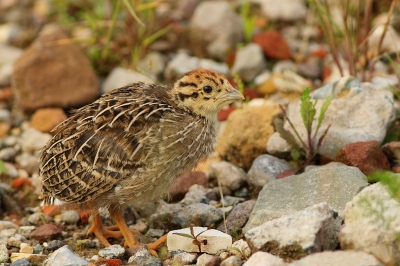 <i class='fa fa-user'></i>&nbsp;Rob Belterman&nbsp;|   Patrijs&nbsp; <i class='fa fa-eye'>&nbsp;348</i> &nbsp;<i class='fa fa-thumbs-up'>&nbsp;3</i> &nbsp; <i class='fa fa-comment-o'>&nbsp;8</i>