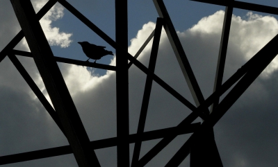 <i class='fa fa-user'></i>&nbsp;Fons Hoiting&nbsp;|   Zwarte Kraai&nbsp; <i class='fa fa-eye'>&nbsp;243</i> &nbsp;<i class='fa fa-thumbs-up'>&nbsp;3</i> &nbsp; <i class='fa fa-comment-o'>&nbsp;7</i>