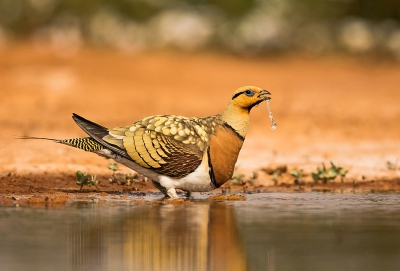 <i class='fa fa-user'></i>&nbsp;Rudi Debruyne&nbsp;|   Witbuikzandhoen&nbsp; <i class='fa fa-eye'>&nbsp;615</i> &nbsp;<i class='fa fa-thumbs-up'>&nbsp;19</i> &nbsp; <i class='fa fa-comment-o'>&nbsp;15</i>