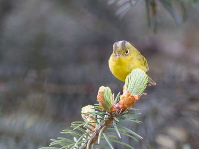 <i class='fa fa-user'></i>&nbsp;Paul van Giersbergen&nbsp;|   Ticehursts Goudoogboszanger&nbsp; <i class='fa fa-eye'>&nbsp;245</i> &nbsp; <i class='fa fa-comment-o'>&nbsp;2</i>