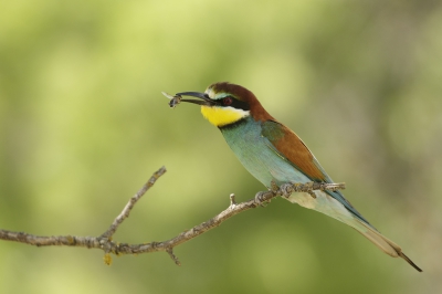 <i class='fa fa-user'></i>&nbsp;Kees Kroon&nbsp;|   Bijeneter&nbsp; <i class='fa fa-eye'>&nbsp;370</i> &nbsp;<i class='fa fa-thumbs-up'>&nbsp;7</i> &nbsp; <i class='fa fa-comment-o'>&nbsp;10</i>