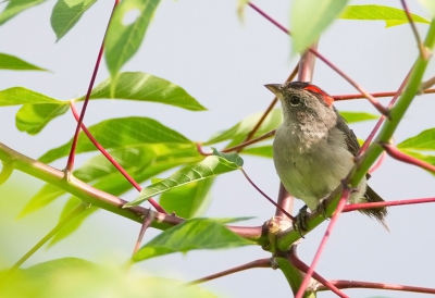 <i class='fa fa-user'></i>&nbsp;charlysax&nbsp;|   Grijze Kroongors&nbsp; <i class='fa fa-eye'>&nbsp;204</i> &nbsp; <i class='fa fa-comment-o'>&nbsp;1</i>