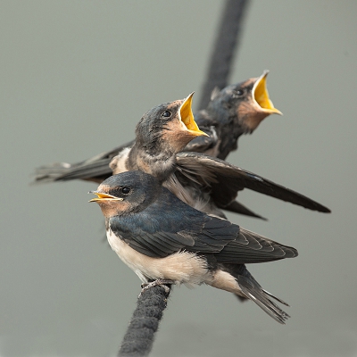 <i class='fa fa-user'></i>&nbsp;Annie Keizer&nbsp;|   Boerenzwaluw&nbsp; <i class='fa fa-eye'>&nbsp;420</i> &nbsp;<i class='fa fa-thumbs-up'>&nbsp;9</i> &nbsp; <i class='fa fa-comment-o'>&nbsp;16</i>