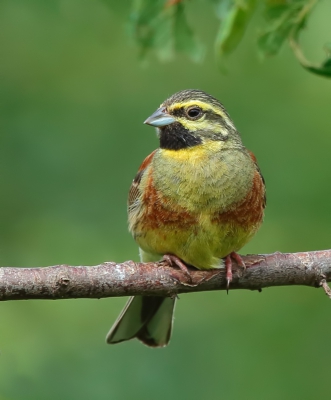 <i class='fa fa-user'></i>&nbsp;loek van de Leur&nbsp;|   Cirlgors&nbsp; <i class='fa fa-eye'>&nbsp;345</i> &nbsp; <i class='fa fa-comment-o'>&nbsp;3</i>