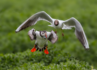 <i class='fa fa-user'></i>&nbsp;Celly&nbsp;|   Papegaaiduiker&nbsp; <i class='fa fa-eye'>&nbsp;497</i> &nbsp;<i class='fa fa-thumbs-up'>&nbsp;1</i> &nbsp; <i class='fa fa-comment-o'>&nbsp;5</i>