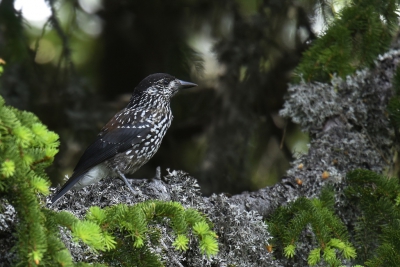 <i class='fa fa-user'></i>&nbsp;Gerard Visser&nbsp;|   Notenkraker&nbsp; <i class='fa fa-eye'>&nbsp;436</i> &nbsp;<i class='fa fa-thumbs-up'>&nbsp;3</i> &nbsp; <i class='fa fa-comment-o'>&nbsp;13</i>