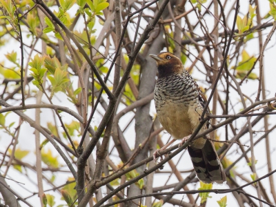 <i class='fa fa-user'></i>&nbsp;Paul van Giersbergen&nbsp;|   Bonte Lijstergaai&nbsp; <i class='fa fa-eye'>&nbsp;243</i> &nbsp; <i class='fa fa-comment-o'>&nbsp;1</i>