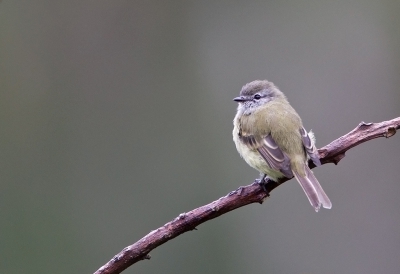 <i class='fa fa-user'></i>&nbsp;charlysax&nbsp;|   Schubkopvliegenpikker&nbsp; <i class='fa fa-eye'>&nbsp;184</i> &nbsp; <i class='fa fa-comment-o'>&nbsp;0</i>