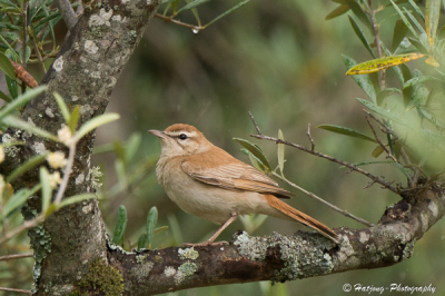 Toen ik de vogel zag en fotografeerde wist ik nog niet was het was, maar mooi is hij of zij.Het was slecht weer.Dus hoge iso.