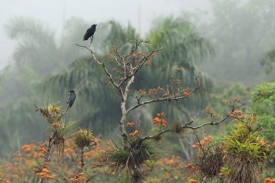 <i class='fa fa-user'></i>&nbsp;Martjan Lammertink&nbsp;|   Cubaanse Kraai&nbsp; <i class='fa fa-eye'>&nbsp;507</i> &nbsp;<i class='fa fa-thumbs-up'>&nbsp;13</i> &nbsp; <i class='fa fa-comment-o'>&nbsp;11</i>