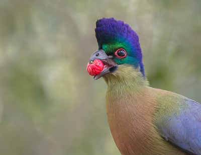 <i class='fa fa-user'></i>&nbsp;Eric van Roon&nbsp;|   Purperkuiftoerako&nbsp; <i class='fa fa-eye'>&nbsp;495</i> &nbsp;<i class='fa fa-thumbs-up'>&nbsp;6</i> &nbsp; <i class='fa fa-comment-o'>&nbsp;7</i>