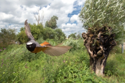 <i class='fa fa-user'></i>&nbsp;Ton D�pp&nbsp;|   Gekraagde Roodstaart&nbsp; <i class='fa fa-eye'>&nbsp;763</i> &nbsp;<i class='fa fa-thumbs-up'>&nbsp;13</i> &nbsp; <i class='fa fa-comment-o'>&nbsp;15</i>