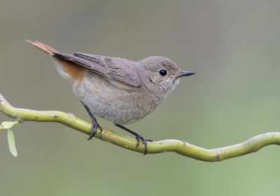 <i class='fa fa-user'></i>&nbsp;Henk Laverman&nbsp;|   Gekraagde Roodstaart&nbsp; <i class='fa fa-eye'>&nbsp;371</i> &nbsp; <i class='fa fa-comment-o'>&nbsp;9</i>