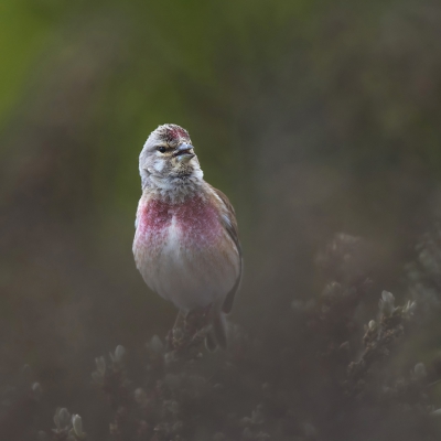 <i class='fa fa-user'></i>&nbsp;Bert Ooms&nbsp;|   Kneu&nbsp; <i class='fa fa-eye'>&nbsp;395</i> &nbsp;<i class='fa fa-thumbs-up'>&nbsp;3</i> &nbsp; <i class='fa fa-comment-o'>&nbsp;8</i>