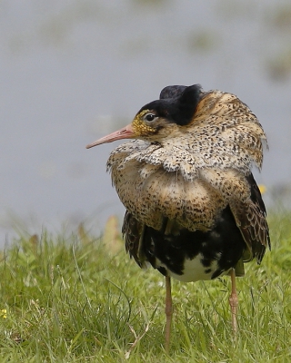 Mijn eerste kemphaan (nog) in vol ornaat.  Het zeer exotische uiterlijk maakt hem wel tot een bijzondere en zeer fraaie vogel.  Genieten!