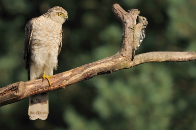 <i class='fa fa-user'></i>&nbsp;Rick Robaard&nbsp;|   Kleine Bonte Specht&nbsp; <i class='fa fa-eye'>&nbsp;638</i> &nbsp;<i class='fa fa-thumbs-up'>&nbsp;14</i> &nbsp; <i class='fa fa-comment-o'>&nbsp;17</i>