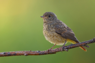 <i class='fa fa-user'></i>&nbsp;Johan G&nbsp;|   Gekraagde Roodstaart&nbsp; <i class='fa fa-eye'>&nbsp;292</i> &nbsp; <i class='fa fa-comment-o'>&nbsp;4</i>