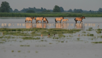 <i class='fa fa-user'></i>&nbsp;luutgroeneveld&nbsp;|   Kluut&nbsp; <i class='fa fa-eye'>&nbsp;525</i> &nbsp;<i class='fa fa-thumbs-up'>&nbsp;4</i> &nbsp; <i class='fa fa-comment-o'>&nbsp;9</i>