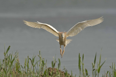 <i class='fa fa-user'></i>&nbsp;Henk de Graaf&nbsp;|   Ralreiger&nbsp; <i class='fa fa-eye'>&nbsp;499</i> &nbsp;<i class='fa fa-thumbs-up'>&nbsp;5</i> &nbsp; <i class='fa fa-comment-o'>&nbsp;7</i>