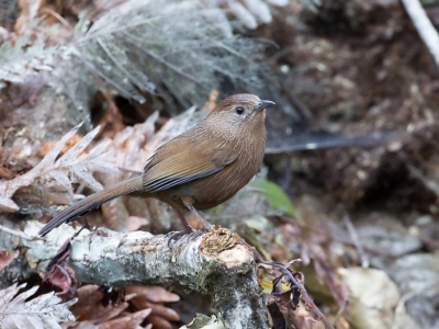 <i class='fa fa-user'></i>&nbsp;Paul van Giersbergen&nbsp;|   Bhutanlijstergaai&nbsp; <i class='fa fa-eye'>&nbsp;211</i> &nbsp;<i class='fa fa-thumbs-up'>&nbsp;1</i> &nbsp; <i class='fa fa-comment-o'>&nbsp;2</i>