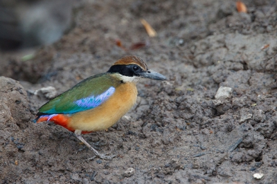 <i class='fa fa-user'></i>&nbsp;Kees de Jager&nbsp;|   Mangrovepitta&nbsp; <i class='fa fa-eye'>&nbsp;313</i> &nbsp;<i class='fa fa-thumbs-up'>&nbsp;1</i> &nbsp; <i class='fa fa-comment-o'>&nbsp;6</i>