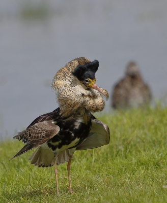 Nog een afbeelding van deze mooie man.  Het verschil met de vorige foto is m.i. de aanwezigheid van een "ander". Dit maakt dat je een verhaal bij deze scene kunt fantaseren, bijvoorbeeld het verhaal van de afgewezen minnaar. Bij iemand anders zal het beeld misschien weer iets heel  anders oproepen.