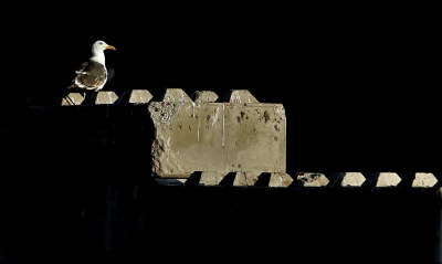 <i class='fa fa-user'></i>&nbsp;Fons Hoiting&nbsp;|   Kleine Mantelmeeuw&nbsp; <i class='fa fa-eye'>&nbsp;696</i> &nbsp;<i class='fa fa-thumbs-up'>&nbsp;16</i> &nbsp; <i class='fa fa-comment-o'>&nbsp;14</i>