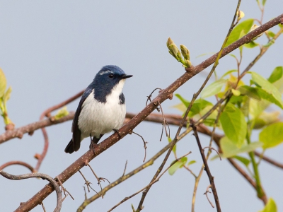 <i class='fa fa-user'></i>&nbsp;Paul van Giersbergen&nbsp;|   Witkeelvliegenvanger&nbsp; <i class='fa fa-eye'>&nbsp;224</i> &nbsp;<i class='fa fa-thumbs-up'>&nbsp;1</i> &nbsp; <i class='fa fa-comment-o'>&nbsp;4</i>