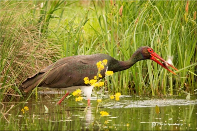 Als je er moeite voor wilt doen is in Hongarije de Zwarte Ooievaar regelmatig te bewonderen. Mooi om te zien dat de natuurorganisaties aldaar succes boeken met het terugbrengen van het landschap in haar oorspronkelijke staat. De foto is gemaakt vanuit een schuilhut