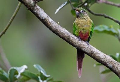 <i class='fa fa-user'></i>&nbsp;charlysax&nbsp;|   Bruinoorparkiet&nbsp; <i class='fa fa-eye'>&nbsp;208</i> &nbsp;<i class='fa fa-thumbs-up'>&nbsp;1</i> &nbsp; <i class='fa fa-comment-o'>&nbsp;2</i>